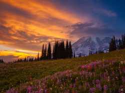 Drzewa, Stratowulkan Mount Rainier, Stan Waszyngton, Stany Zjednoczone, Zachód Słońca